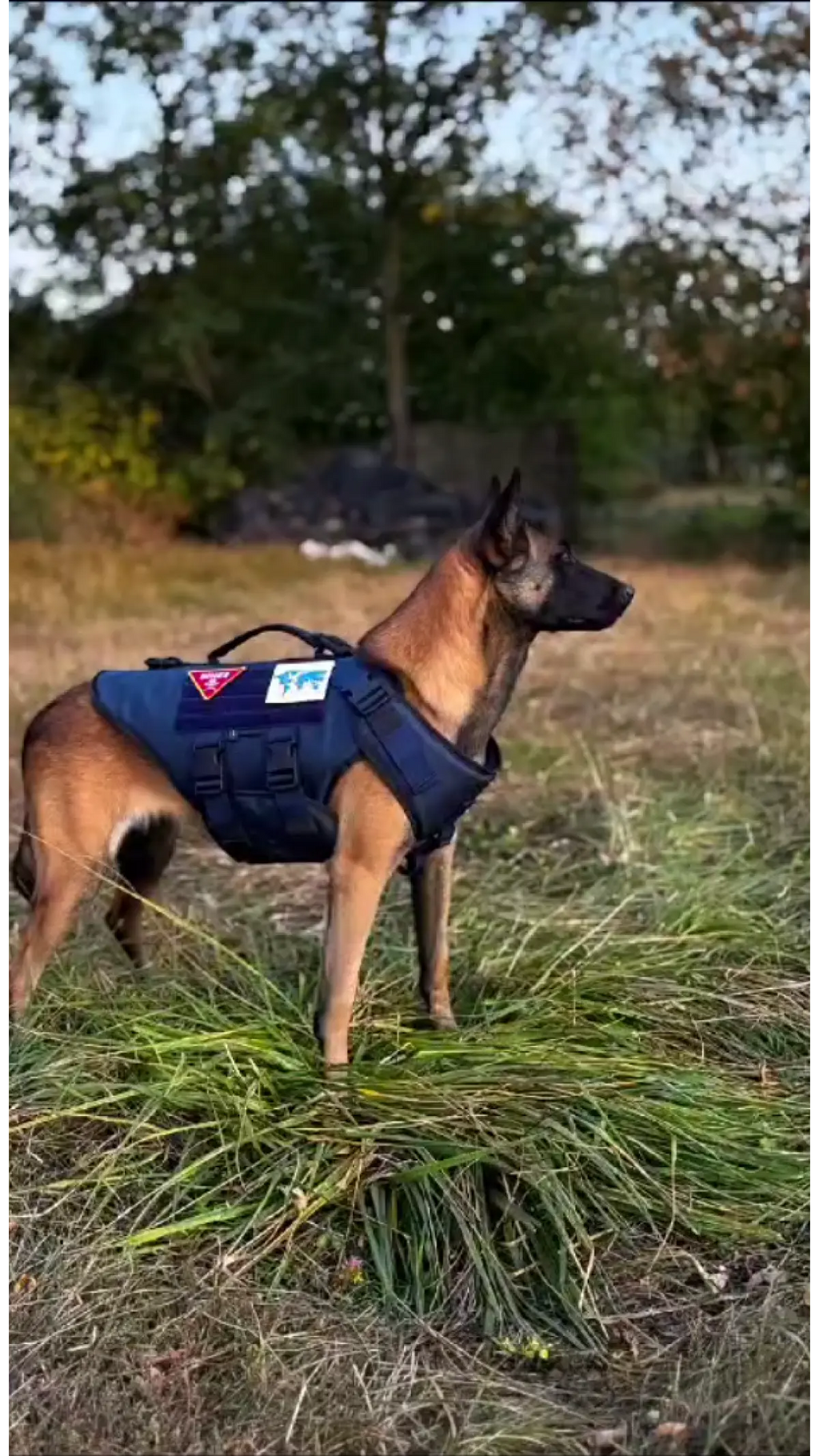 Suņu Bruņu Veste - priekšpuse