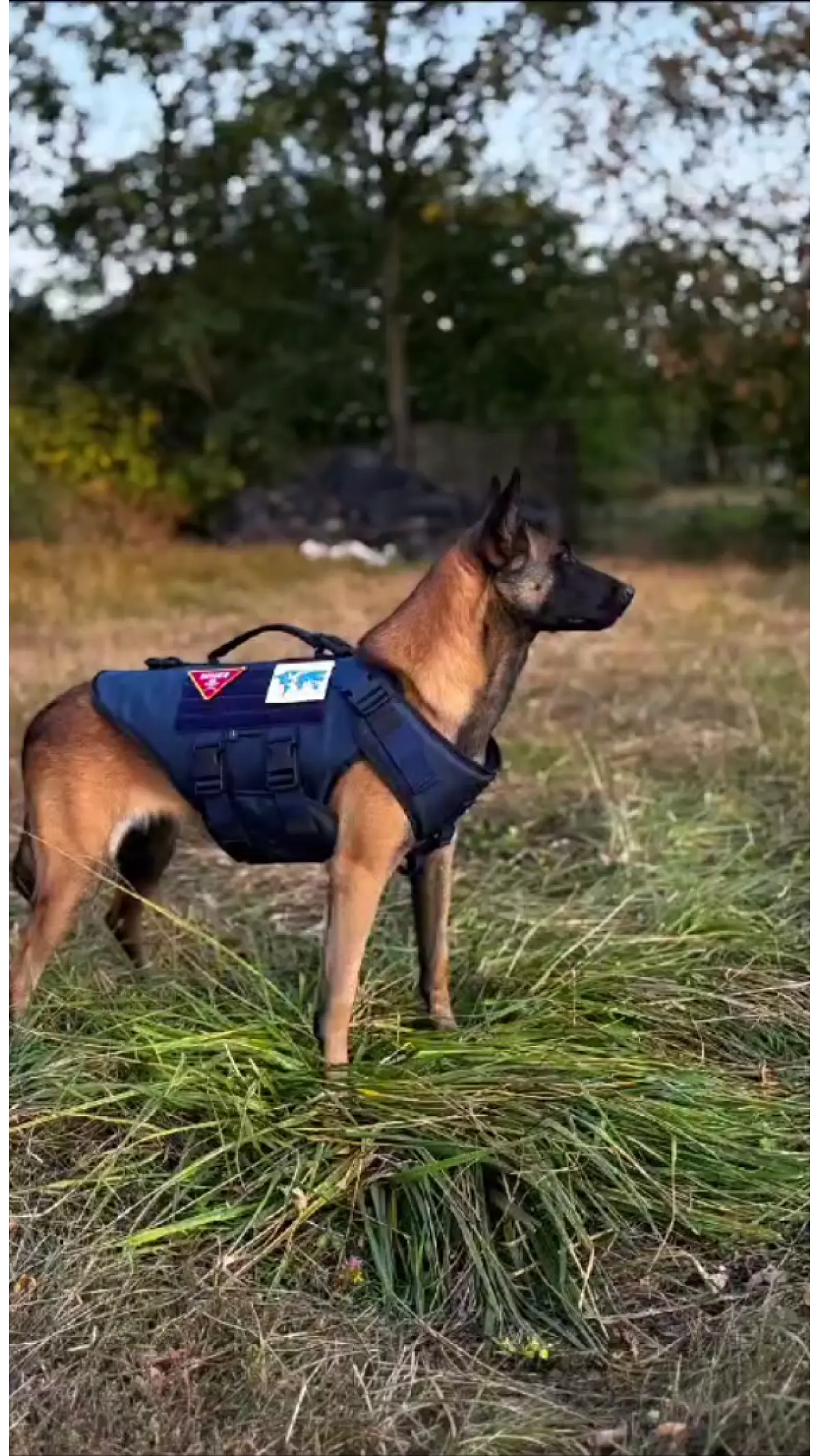 Suņu Bruņu Veste - priekšpuse